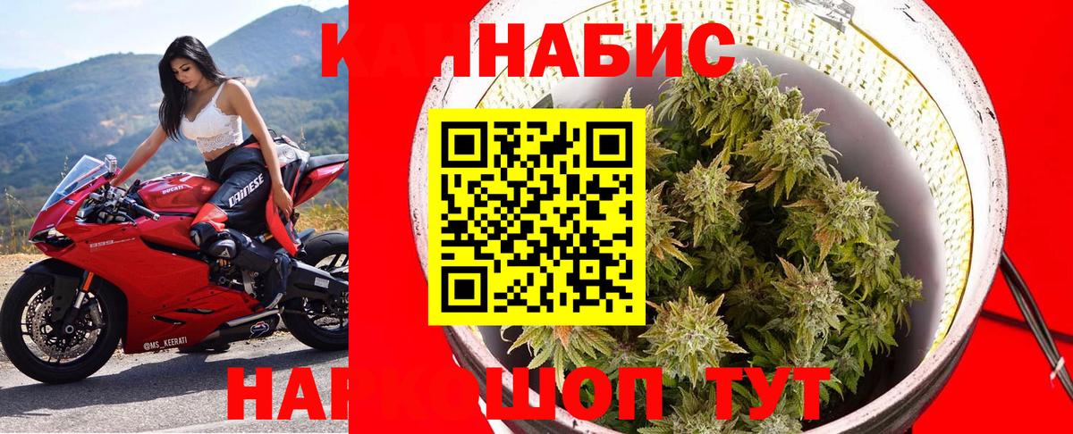 Канабис планчик Кызыл